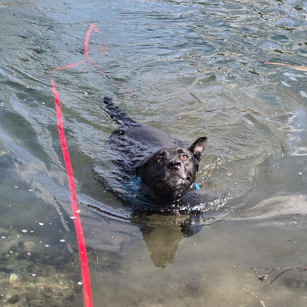 Enlarge Goose, a Adoptable mixed breed in Murray, UT image 6/6
