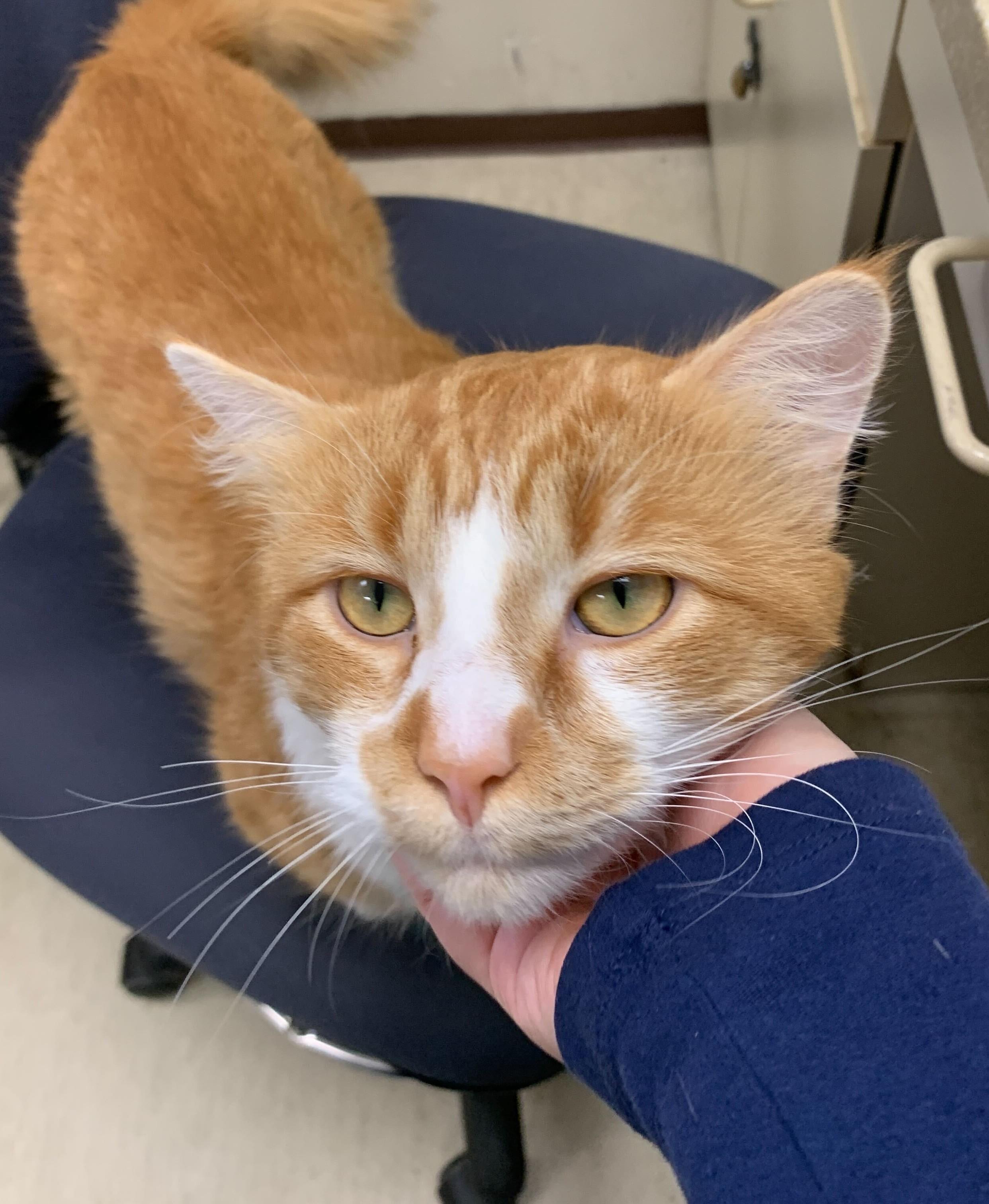 Enlarge Cowabunga, an adopted Domestic Medium Hair in Grayslake, IL image 4/5