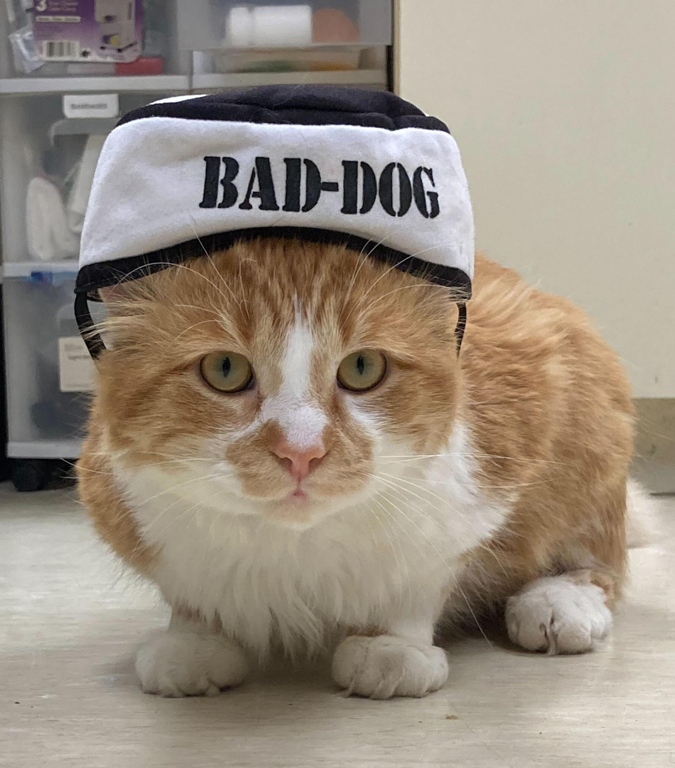 Enlarge Cowabunga, an adopted Domestic Medium Hair in Grayslake, IL image 2/5