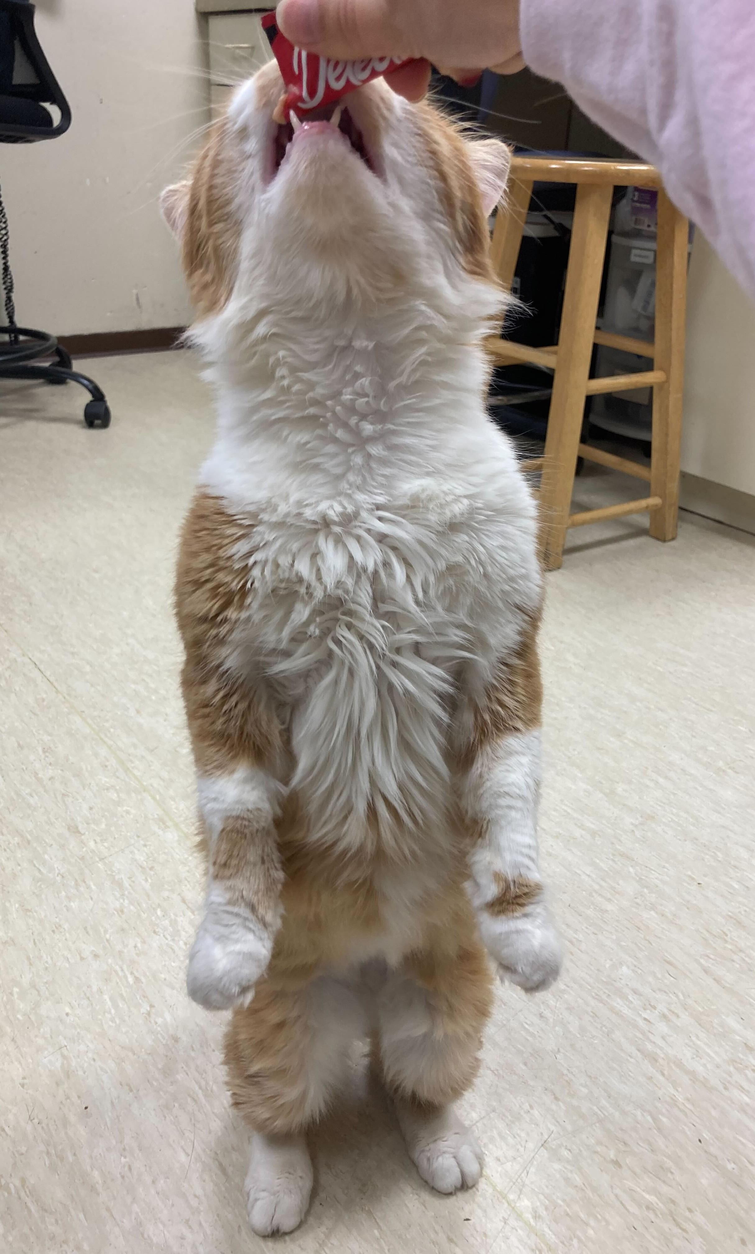 Enlarge Cowabunga, an adopted Domestic Medium Hair in Grayslake, IL image 5/5