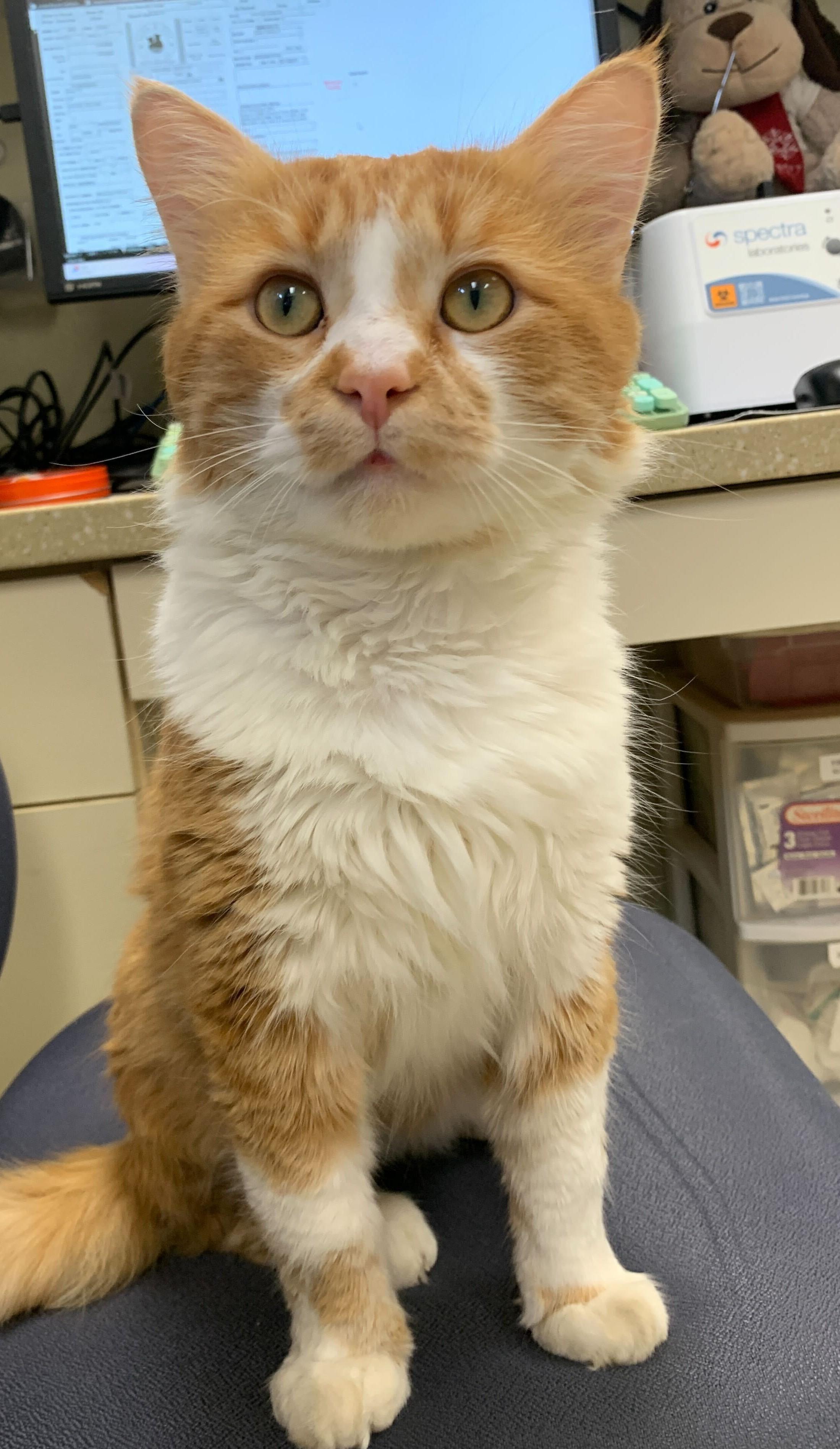 Enlarge Cowabunga, an adopted Domestic Medium Hair in Grayslake, IL image 3/5