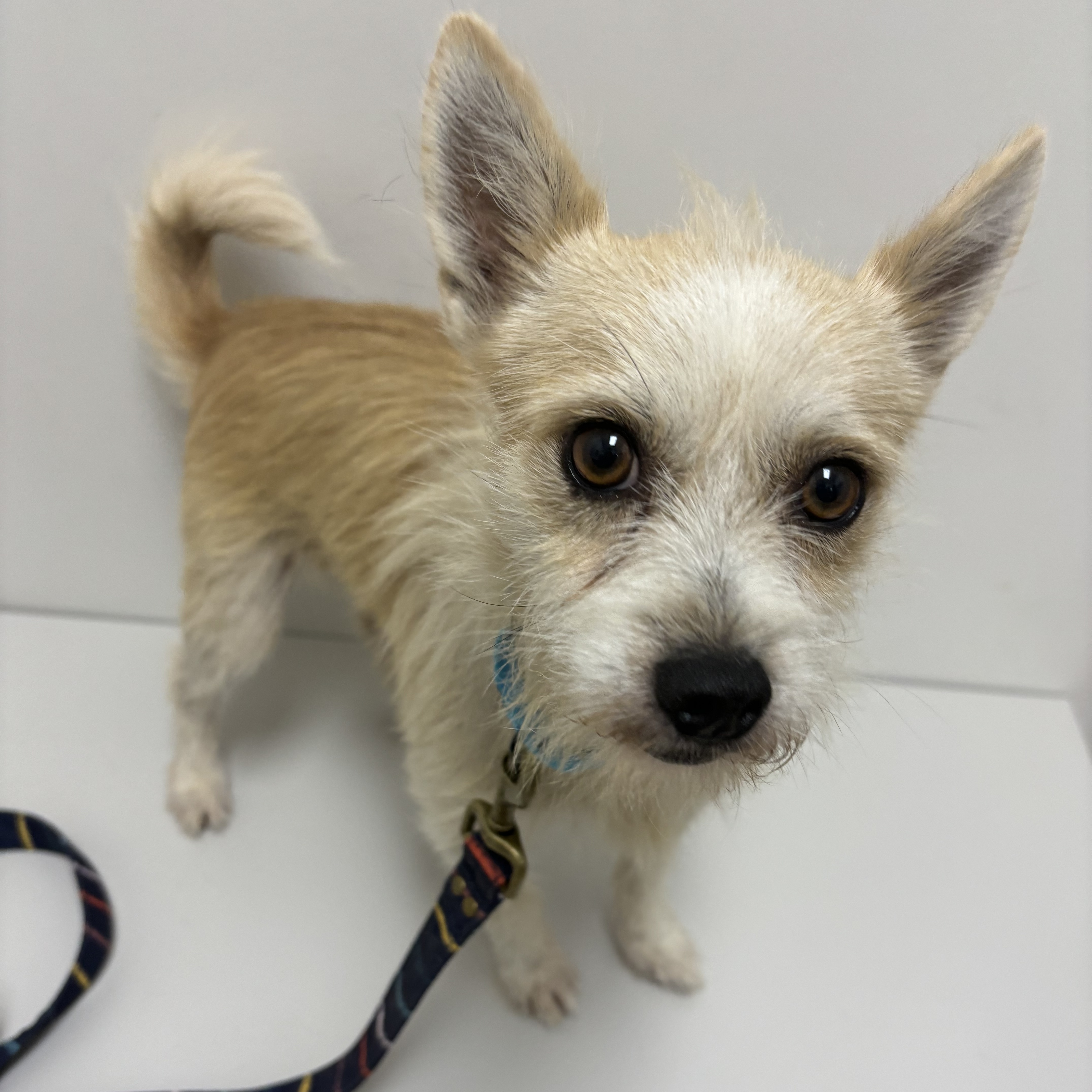 Dog for adoption KIRBY (CUTE CUDDLER, PLAYFUL, SWEET, LOVING LITTLE