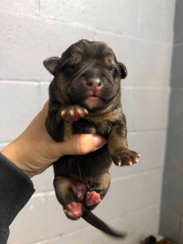 Whitney, Adoptable, Puppy Female Black Mouth Cur.