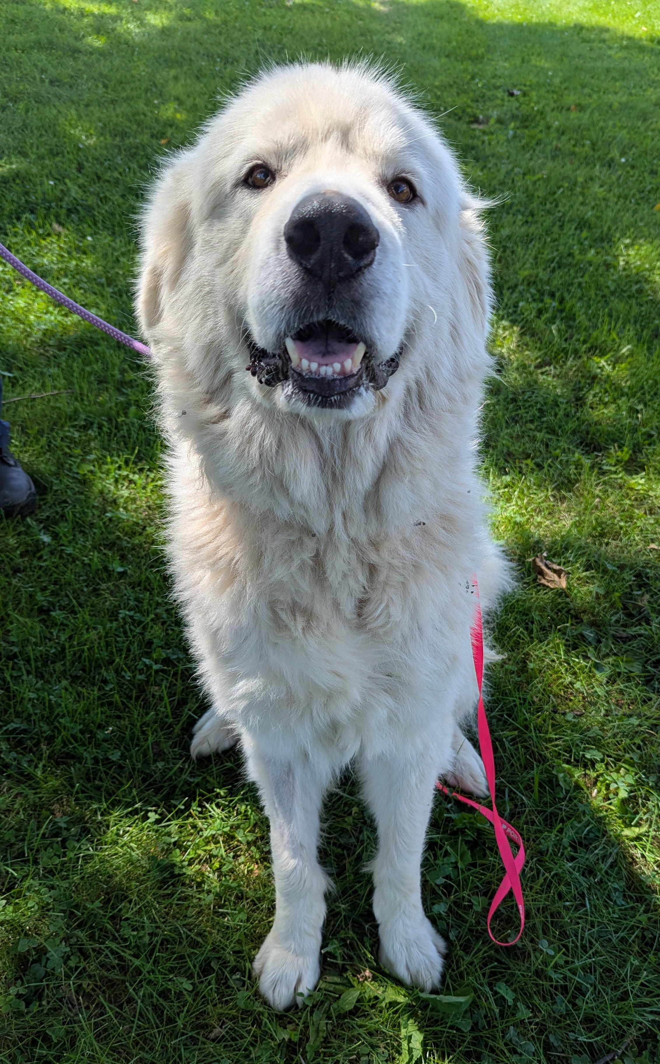 Enlarge Mushu, a Adopted Great Pyrenees in Valparaiso, IN image 2/3