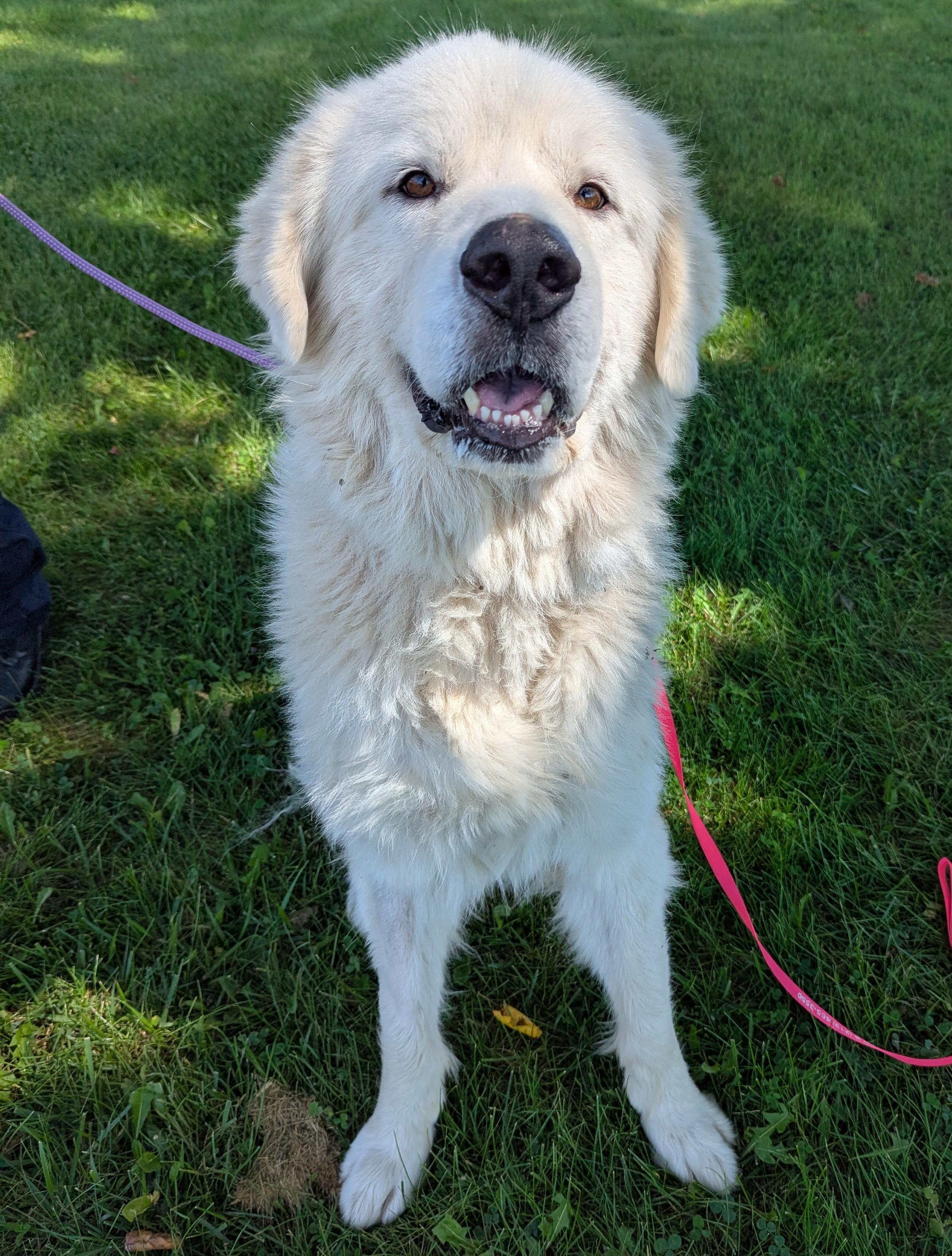 Enlarge Mushu, a Adopted Great Pyrenees in Valparaiso, IN image 3/3
