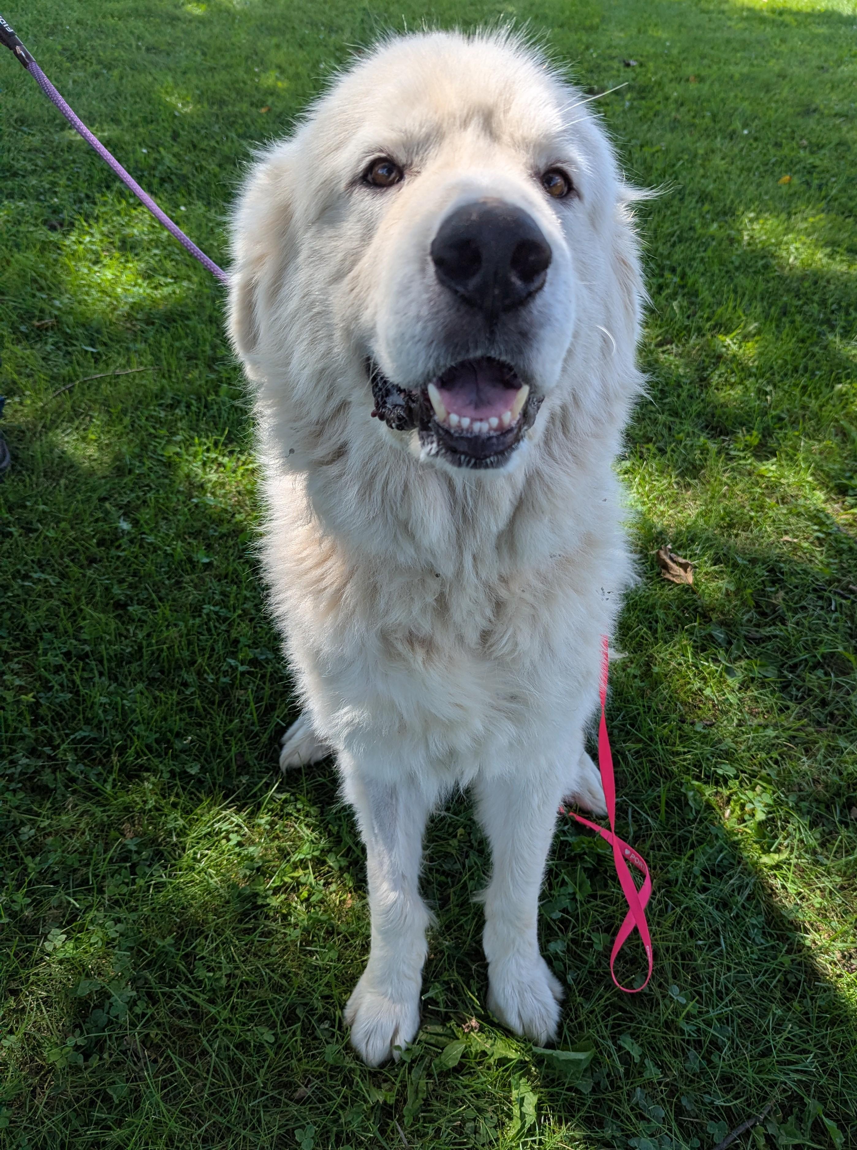 Enlarge Mushu, a Adopted Great Pyrenees in Valparaiso, IN image 1/3