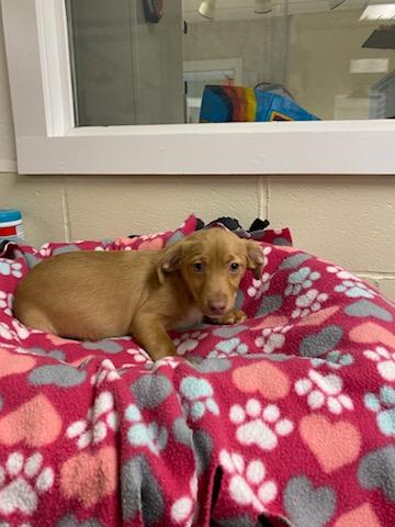 Gizmo, Adoptable, Young Male Chiweenie.