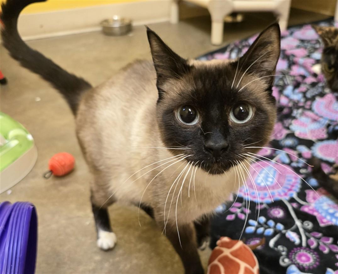 Jewel, an adoptable Domestic Short Hair in Juneau, AK, 99801 | Photo Image 1