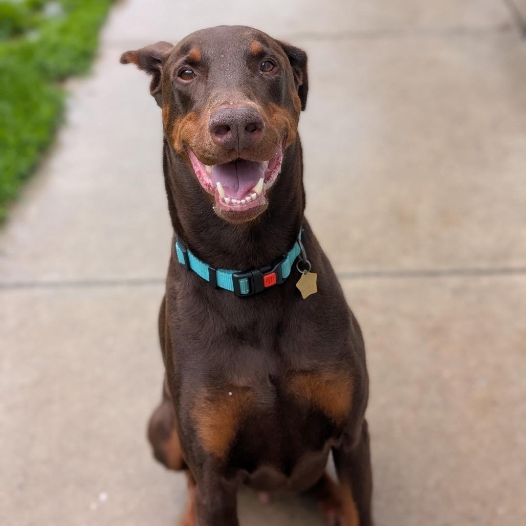 Enlarge 7902 Enzo, a Adoptable Doberman Pinscher in Sandown, NH image 1/4