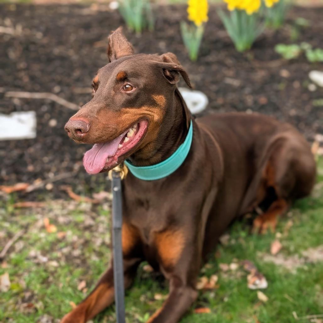 Enlarge 7902 Enzo, a Adoptable Doberman Pinscher in Sandown, NH image 2/4