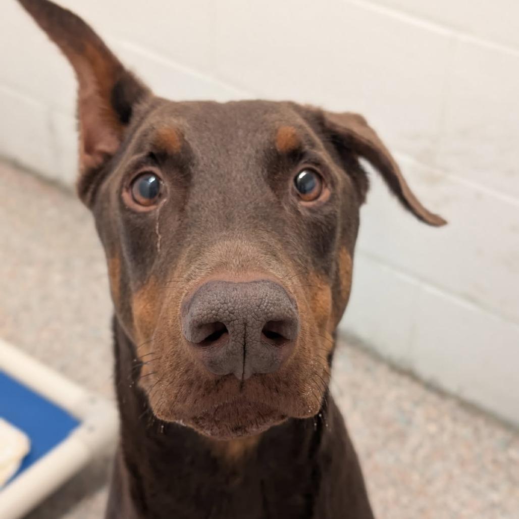 Enlarge 7902 Enzo, a Adoptable Doberman Pinscher in Sandown, NH image 1/1