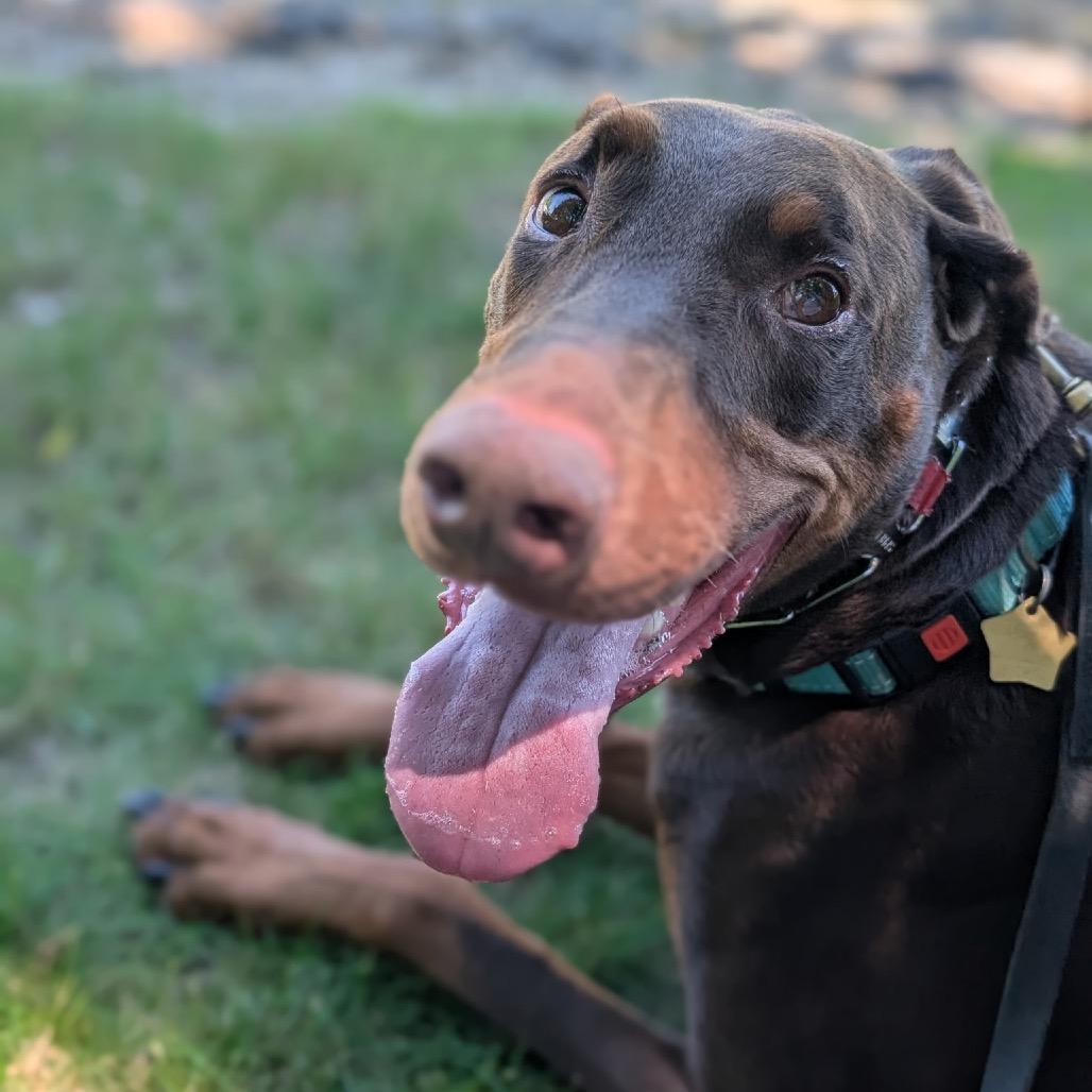 Enlarge 7902 Enzo, a Adoptable Doberman Pinscher in Sandown, NH image 4/4