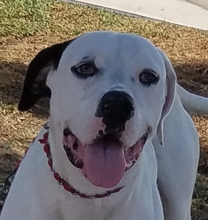 Stella photo 3