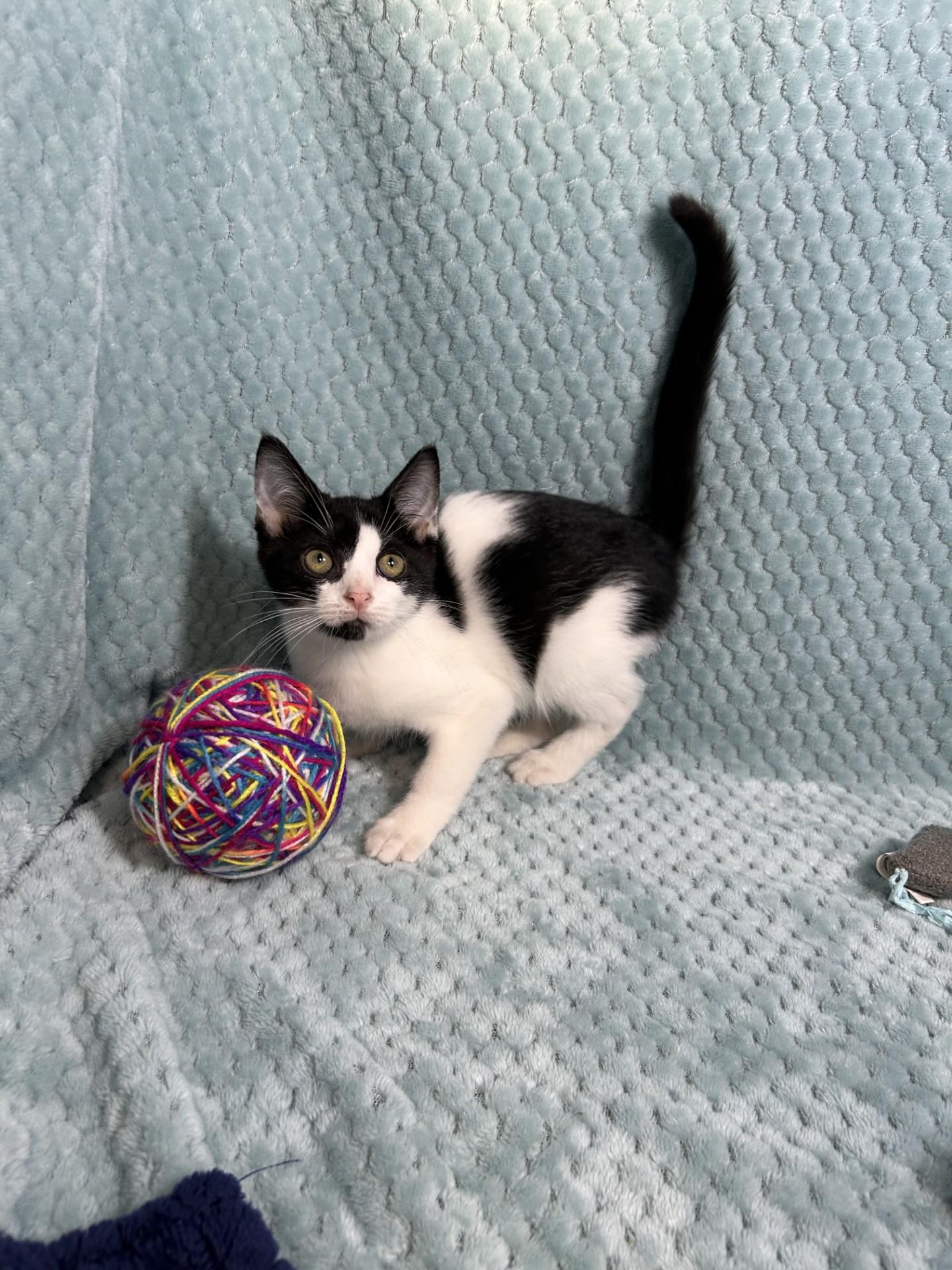 Puddle Jumper, a ADOPTABLE mixed breed in Shepherdsville, KY image 4/4