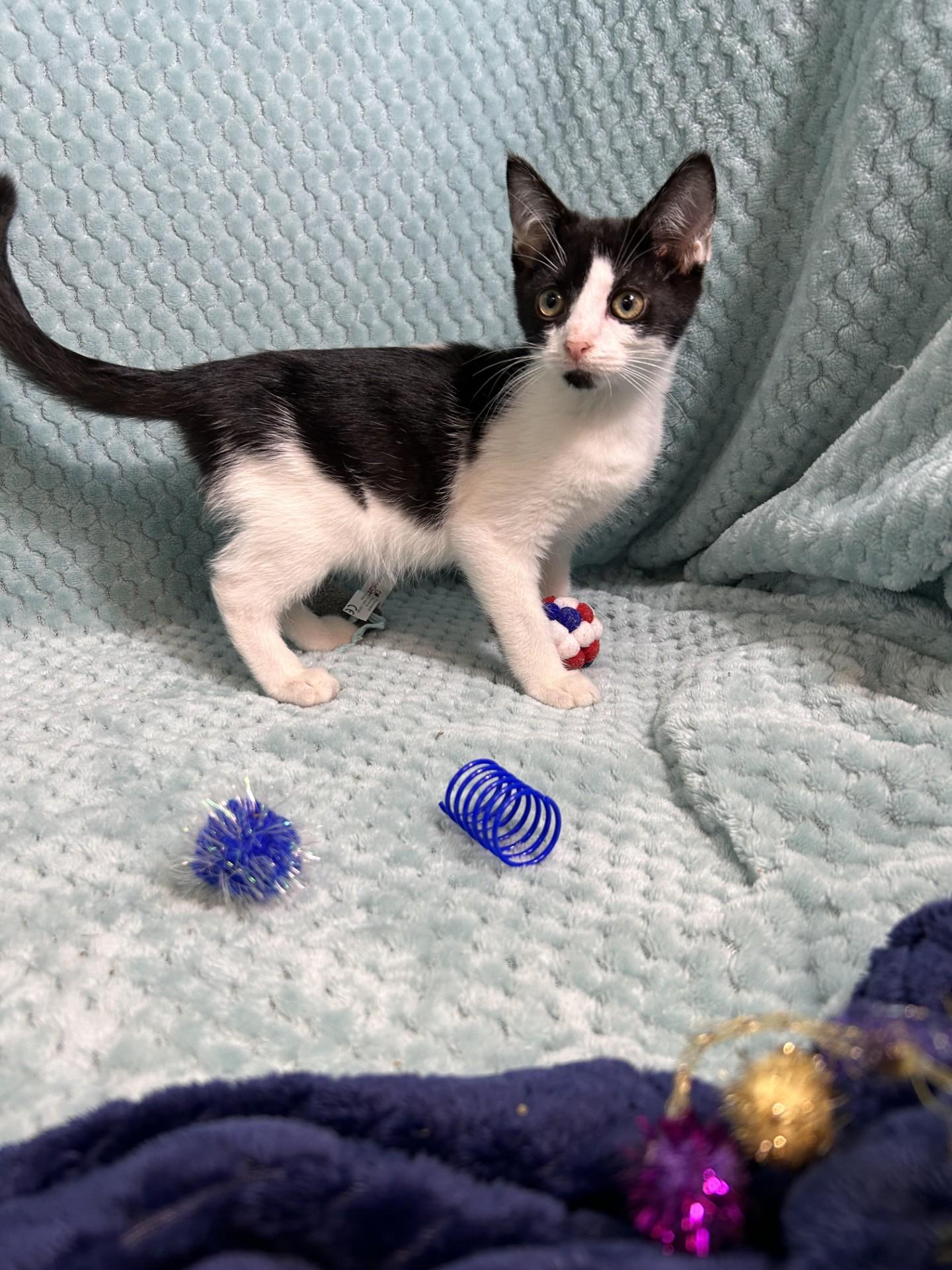 Puddle Jumper, ADOPTABLE, Young Male Domestic Short Hair.