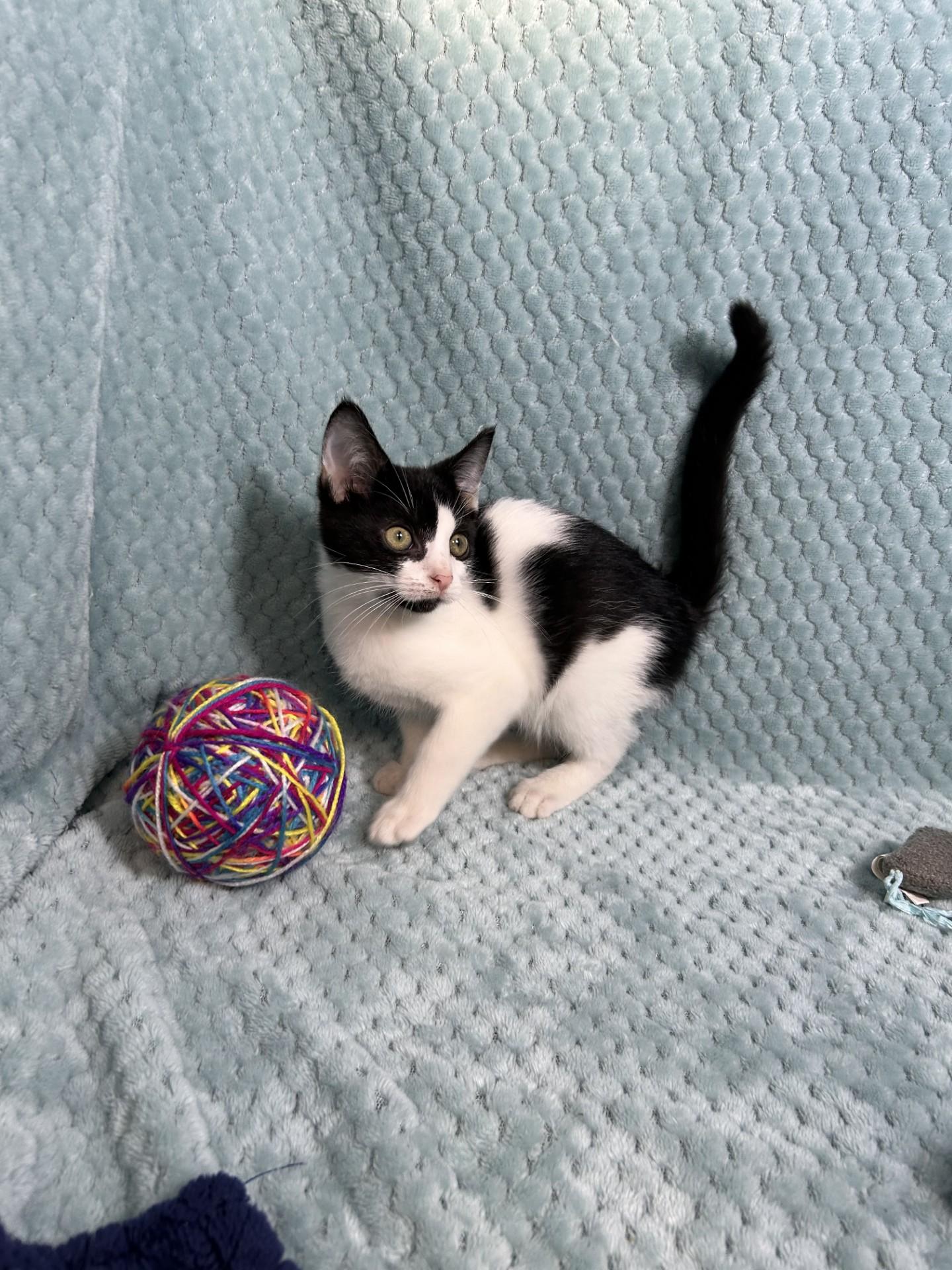 Puddle Jumper, a ADOPTABLE mixed breed in Shepherdsville, KY image 3/4