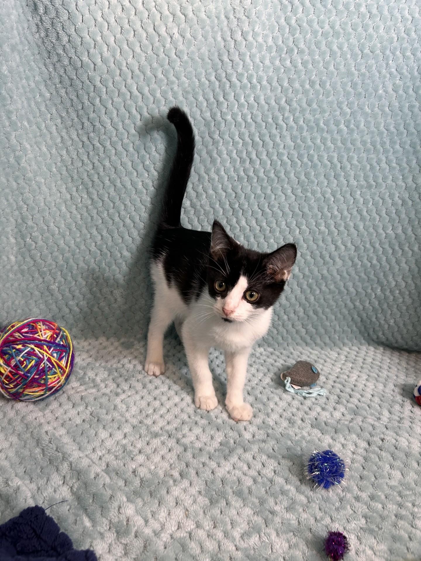 Puddle Jumper, a ADOPTABLE mixed breed in Shepherdsville, KY image 2/4