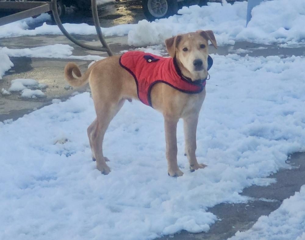 Bolt, Adoptable, Puppy Male Retriever.
