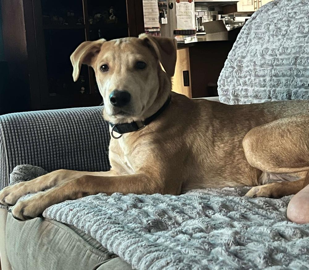 Enlarge Bolt, a Adoptable mixed breed in Valley Stream, NY image 1/5