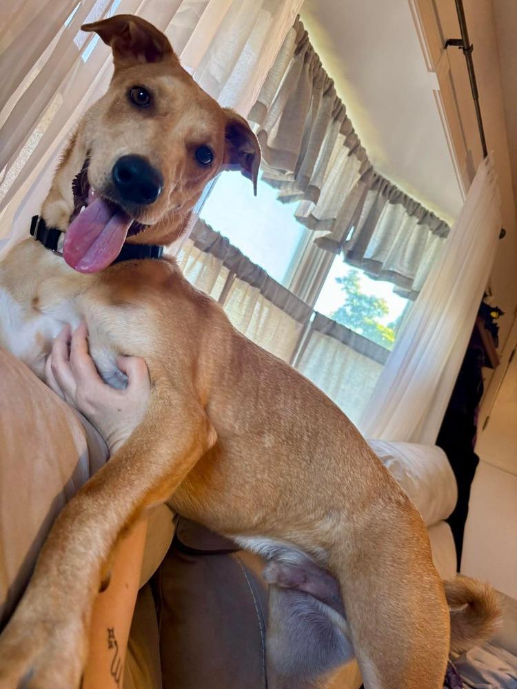 Enlarge Bolt, a Adoptable mixed breed in Valley Stream, NY image 1/6