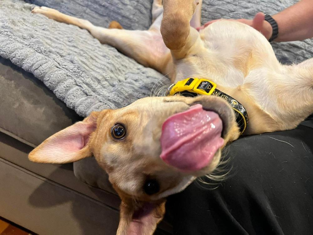 Bolt, Adoptable, Puppy Male Retriever.