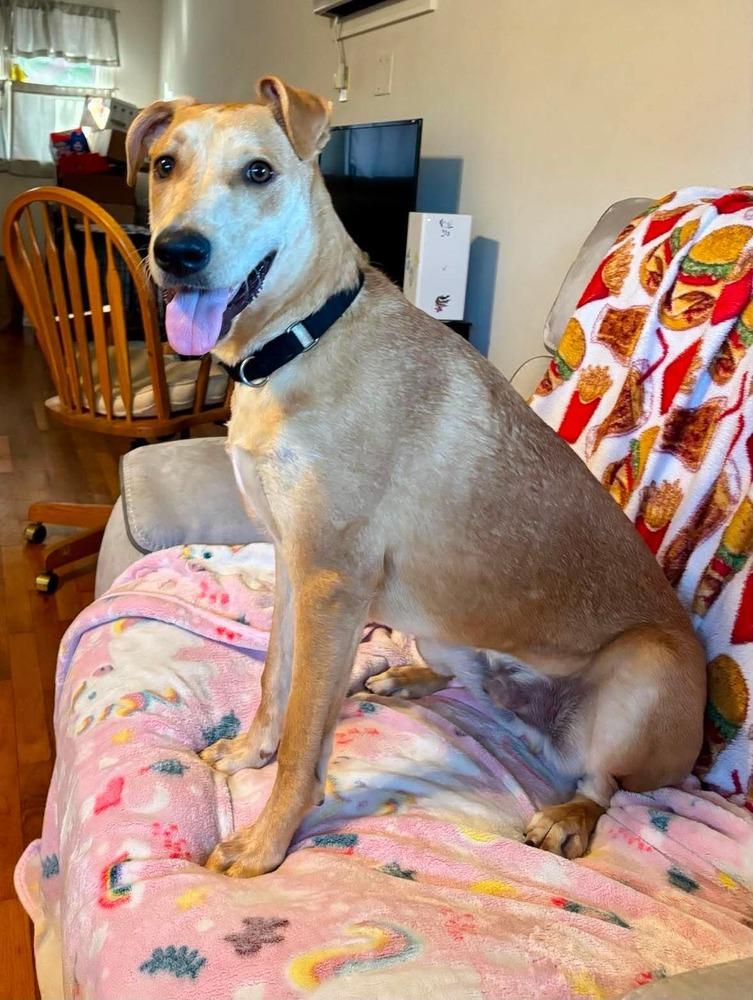 Enlarge Bolt, a Adoptable mixed breed in Valley Stream, NY image 2/6
