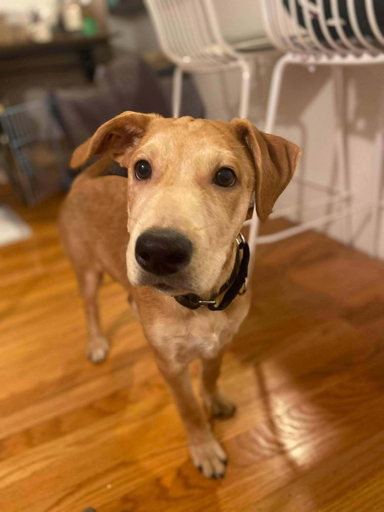 Enlarge Bolt, a Adoptable mixed breed in Valley Stream, NY image 3/6