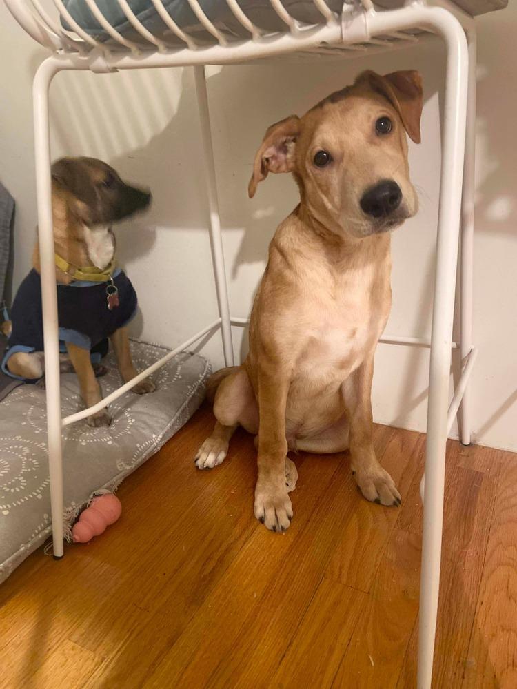 Enlarge Bolt, a Adoptable mixed breed in Valley Stream, NY image 3/5