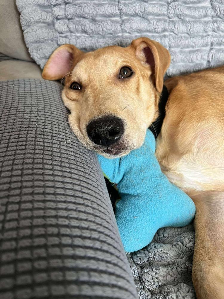 Enlarge Bolt, a Adoptable mixed breed in Valley Stream, NY image 5/5