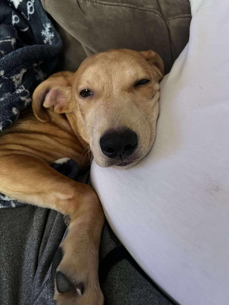 Enlarge Bolt, a Adoptable mixed breed in Valley Stream, NY image 6/6