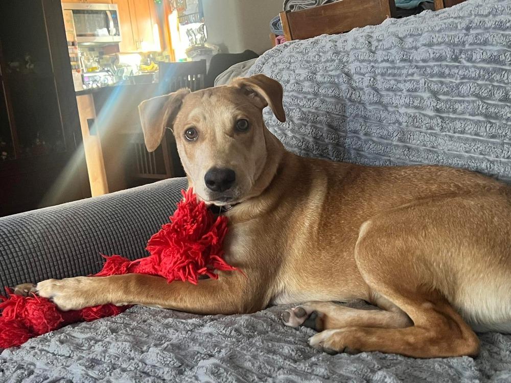 Enlarge Bolt, a Adoptable mixed breed in Valley Stream, NY image 4/6