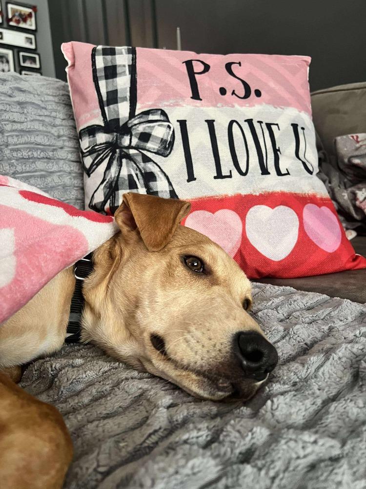 Enlarge Bolt, a Adoptable mixed breed in Valley Stream, NY image 5/6