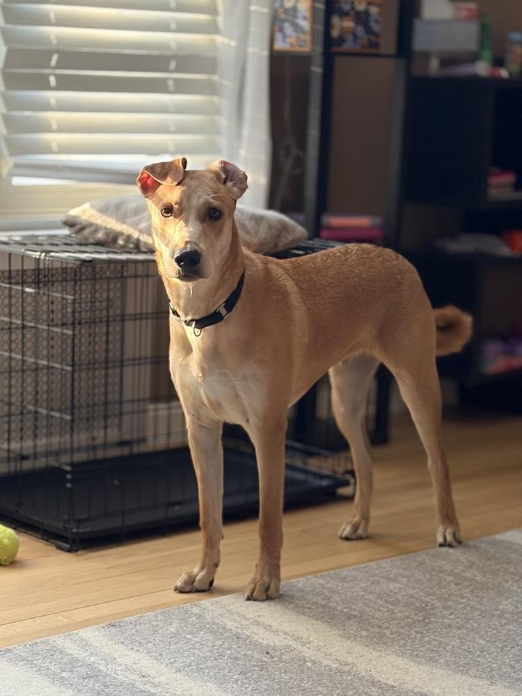 Enlarge Bolt, a Adoptable mixed breed in Valley Stream, NY image 4/6