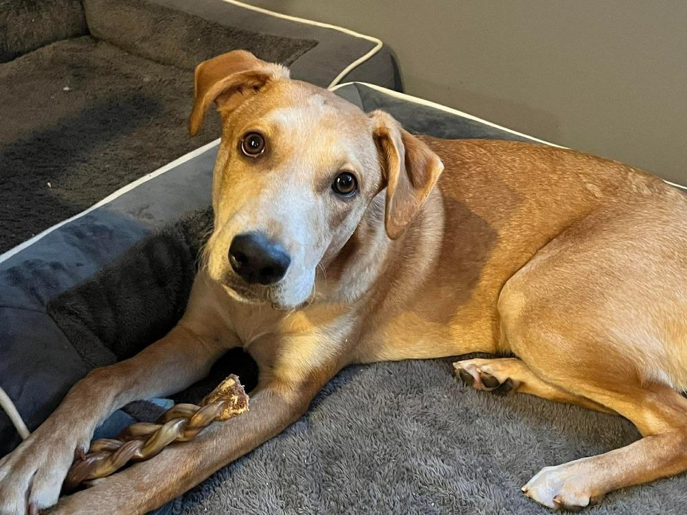 Enlarge Bolt, a Adoptable mixed breed in Valley Stream, NY image 5/6