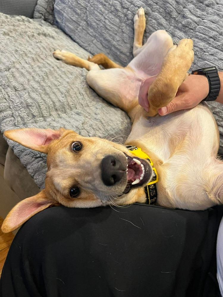 Enlarge Bolt, a Adoptable mixed breed in Valley Stream, NY image 6/6