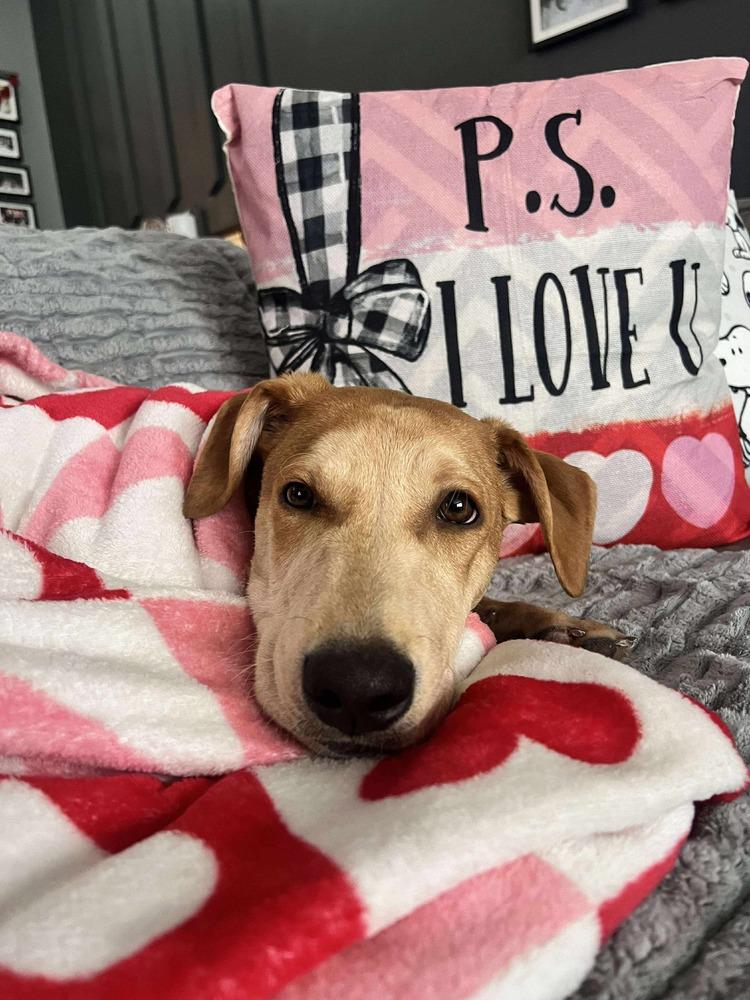 Enlarge Bolt, a Adoptable mixed breed in Valley Stream, NY image 6/6