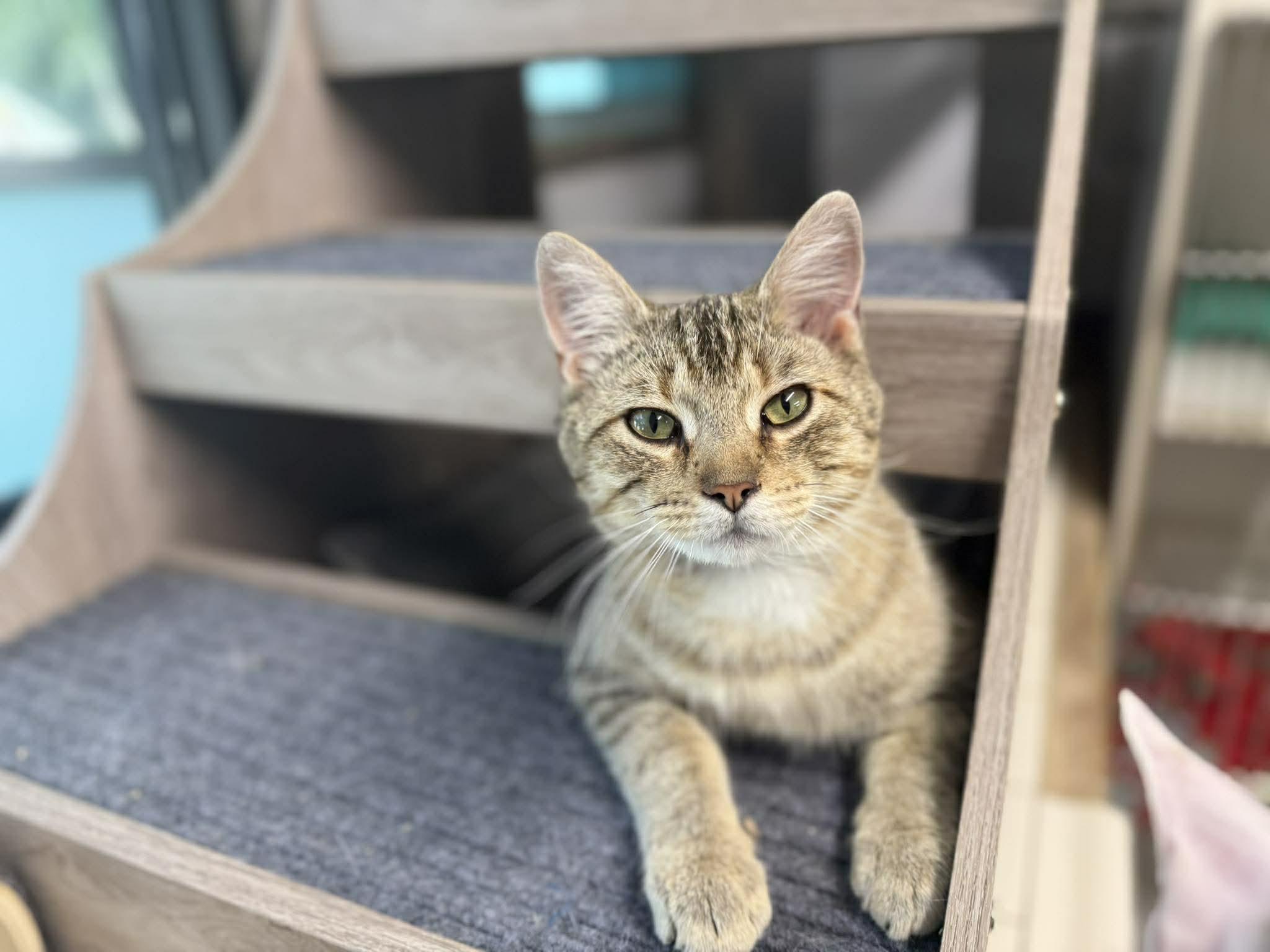 Enlarge Dempsey, an adoptable Domestic Short Hair in Leitchfield, KY image 2/2