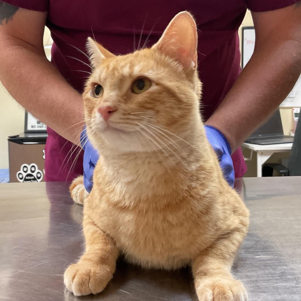 Enlarge Milo, a Adoptable Domestic Short Hair in Monroe, LA image 1/1