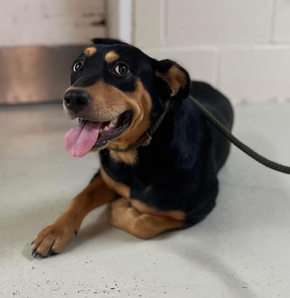 Enlarge Bailey, a Adoptable mixed breed in Greensboro, GA image 1/2