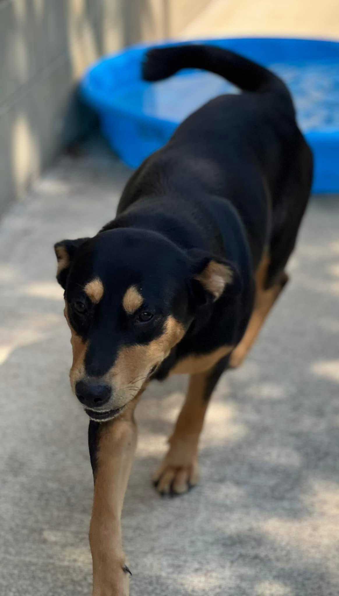 Enlarge Bailey, a Adoptable mixed breed in Greensboro, GA image 2/2