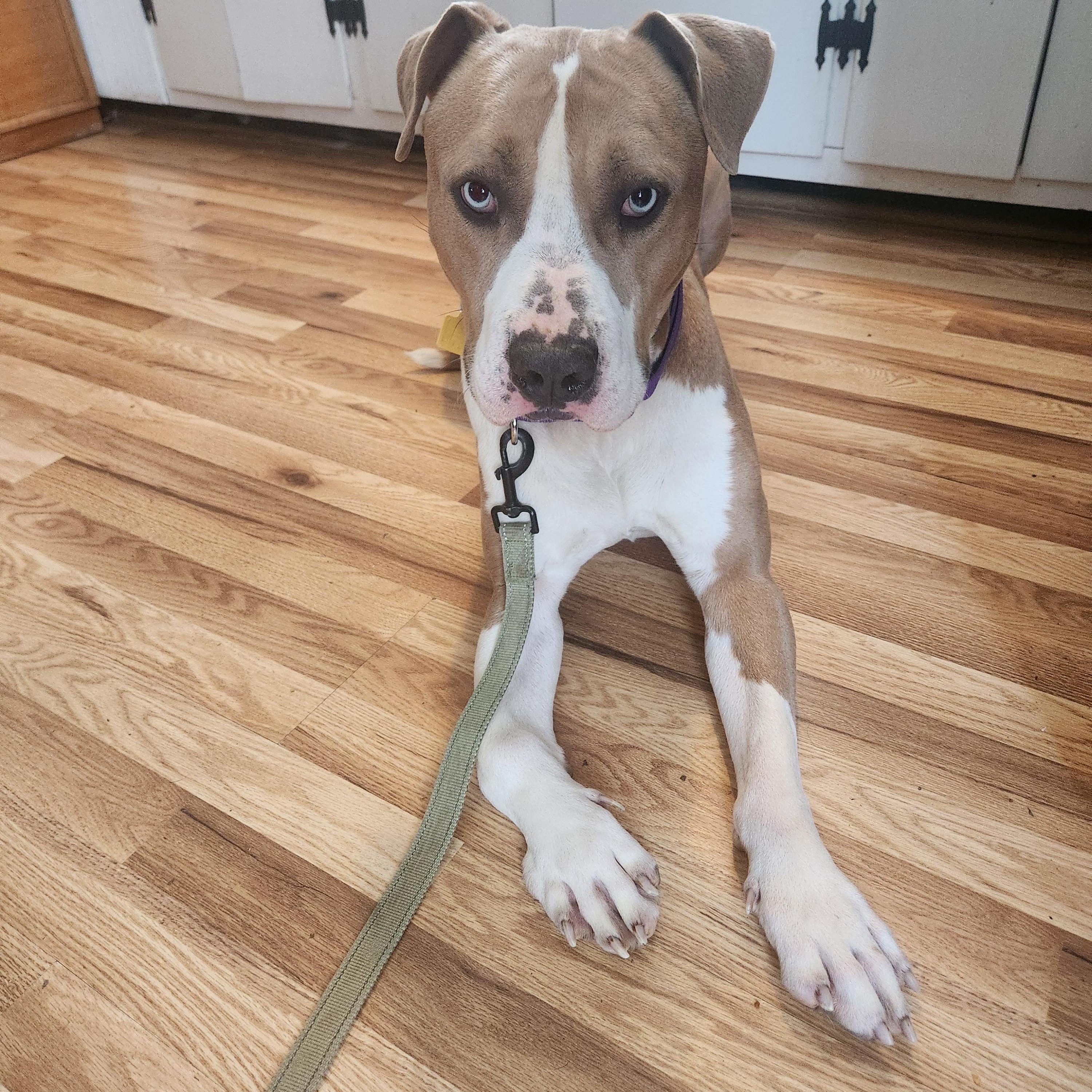 Blue, a Adoptable mixed breed in Wadsworth, OH image 1/3