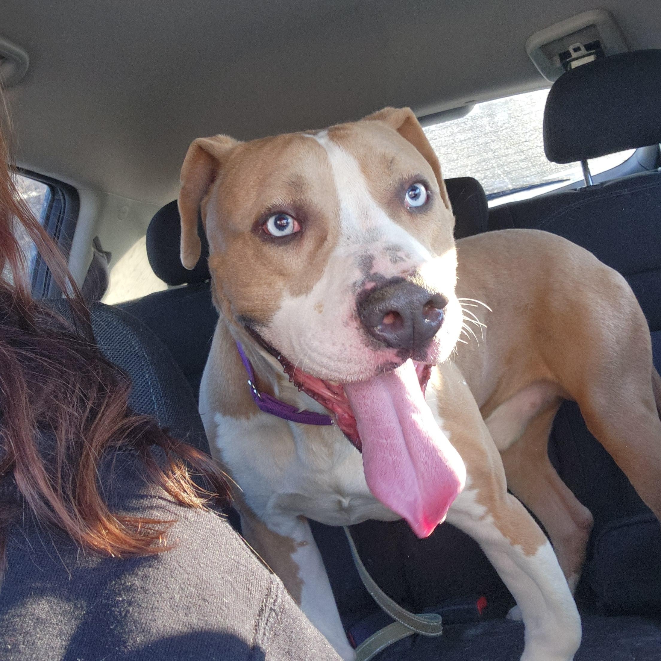 Blue, a Adoptable mixed breed in Wadsworth, OH image 2/3