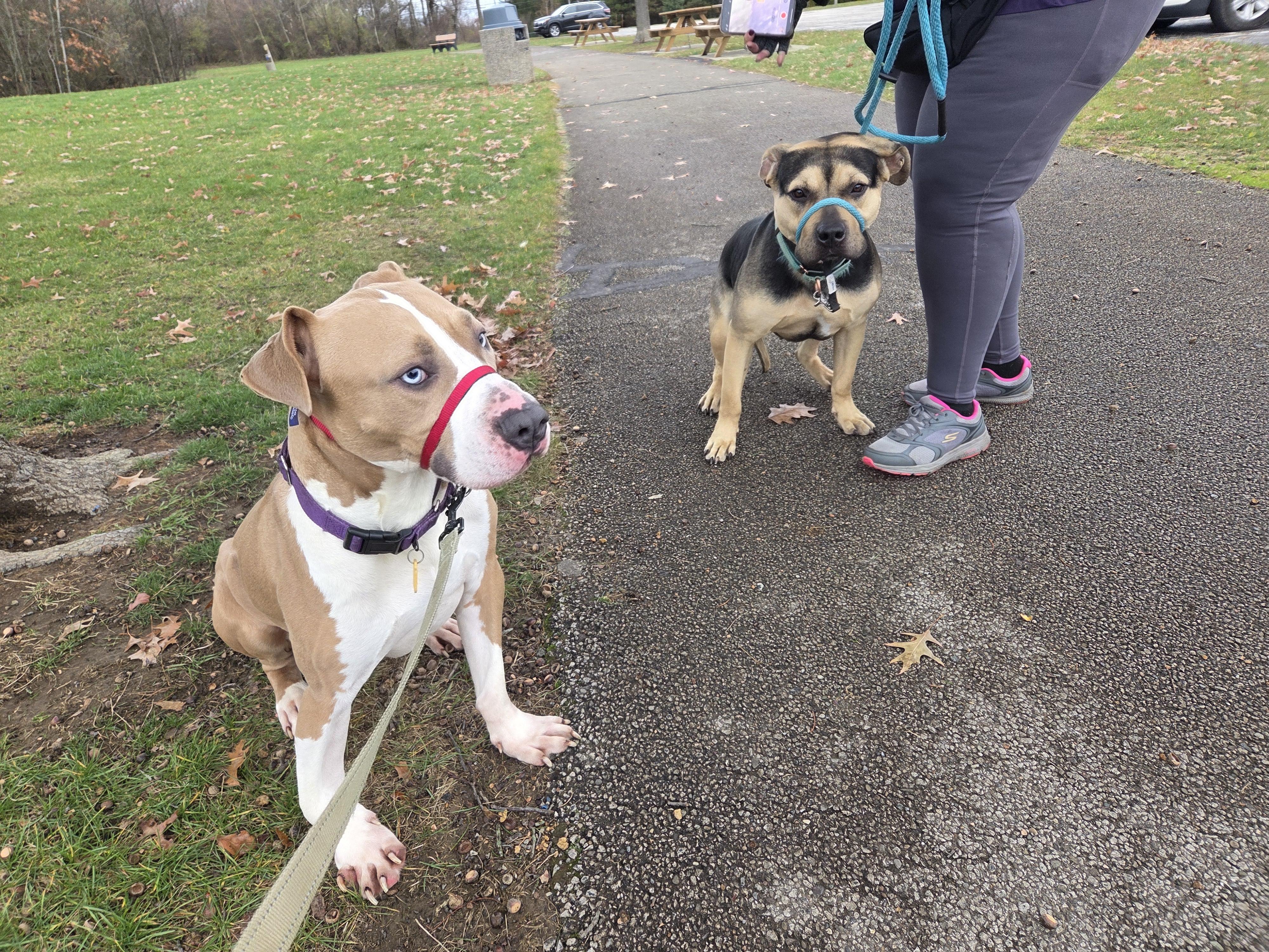 Enlarge Blue, a Adoptable mixed breed in Wadsworth, OH image 3/4