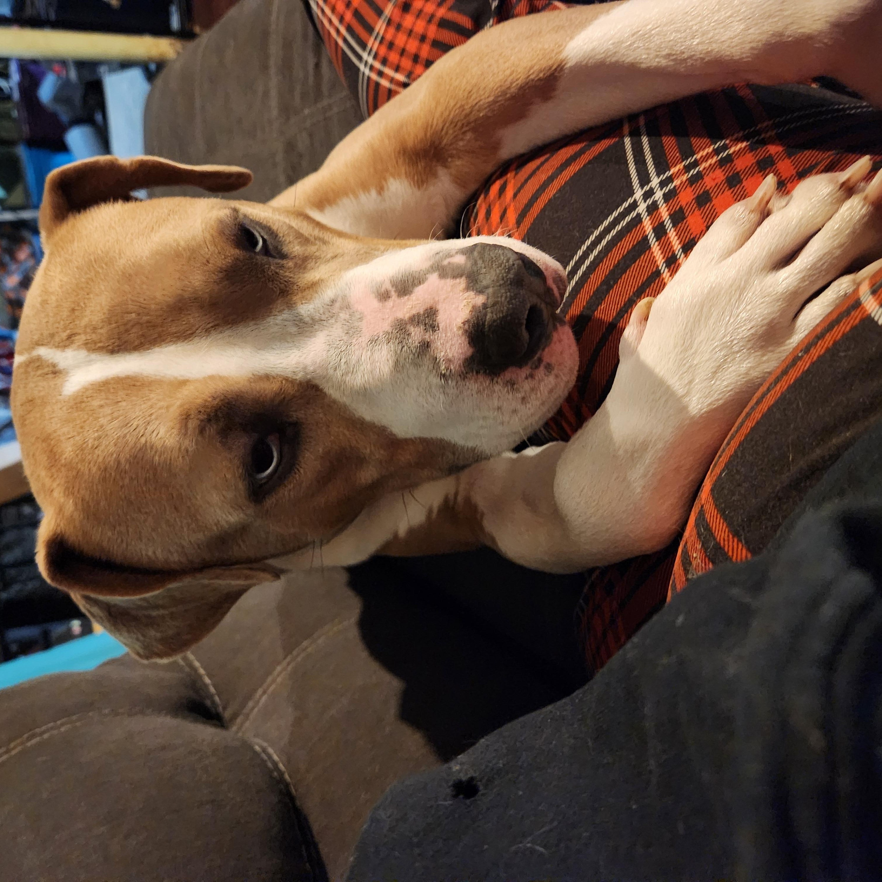 Blue, Adoptable, Young Male Pit Bull Terrier & Husky.