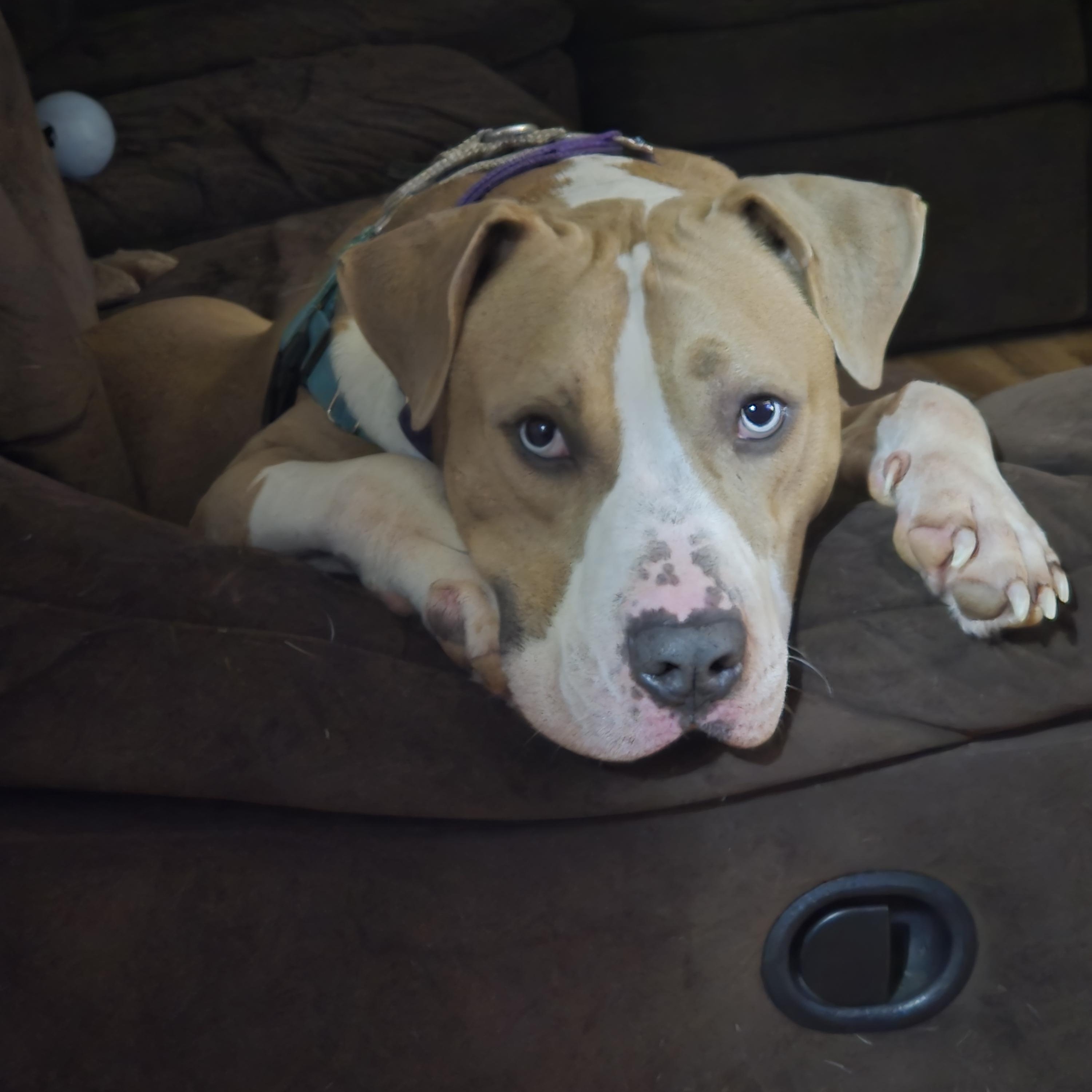 Enlarge Blue, a Adoptable mixed breed in Wadsworth, OH image 1/4