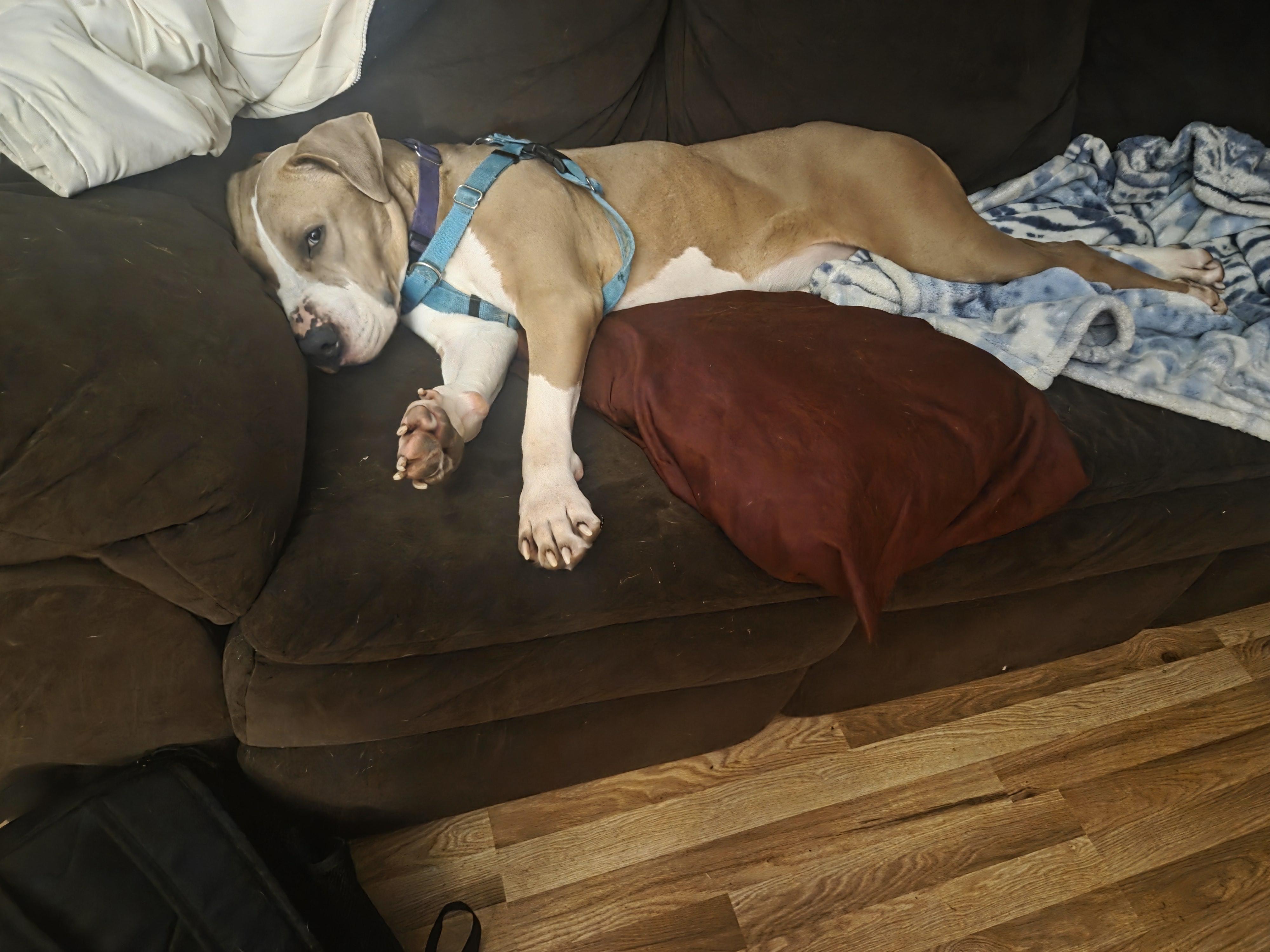 Enlarge Blue, a Adoptable mixed breed in Wadsworth, OH image 4/4