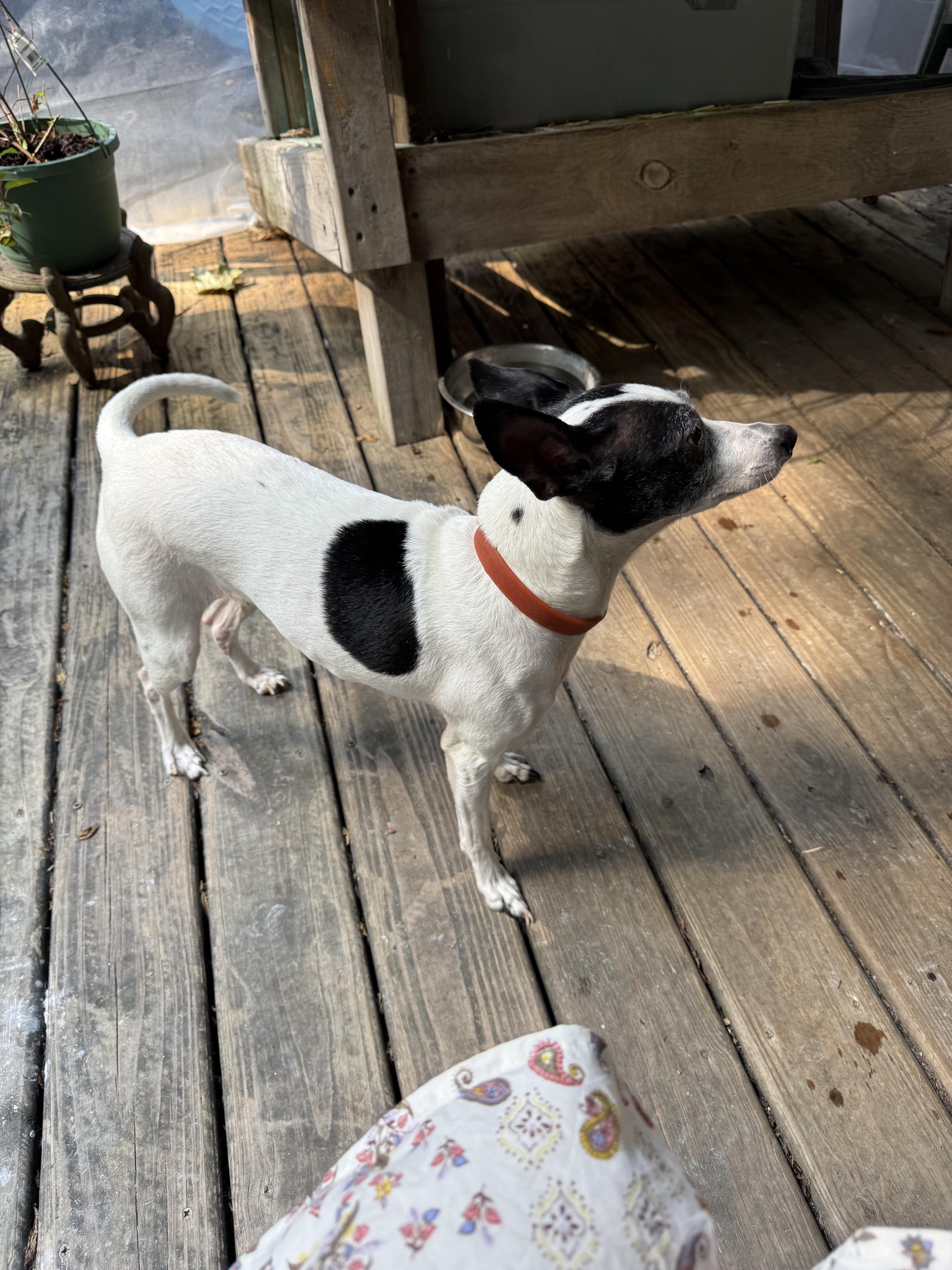 Enlarge Aria, an adopted mixed breed in Indianapolis, IN image 2/4