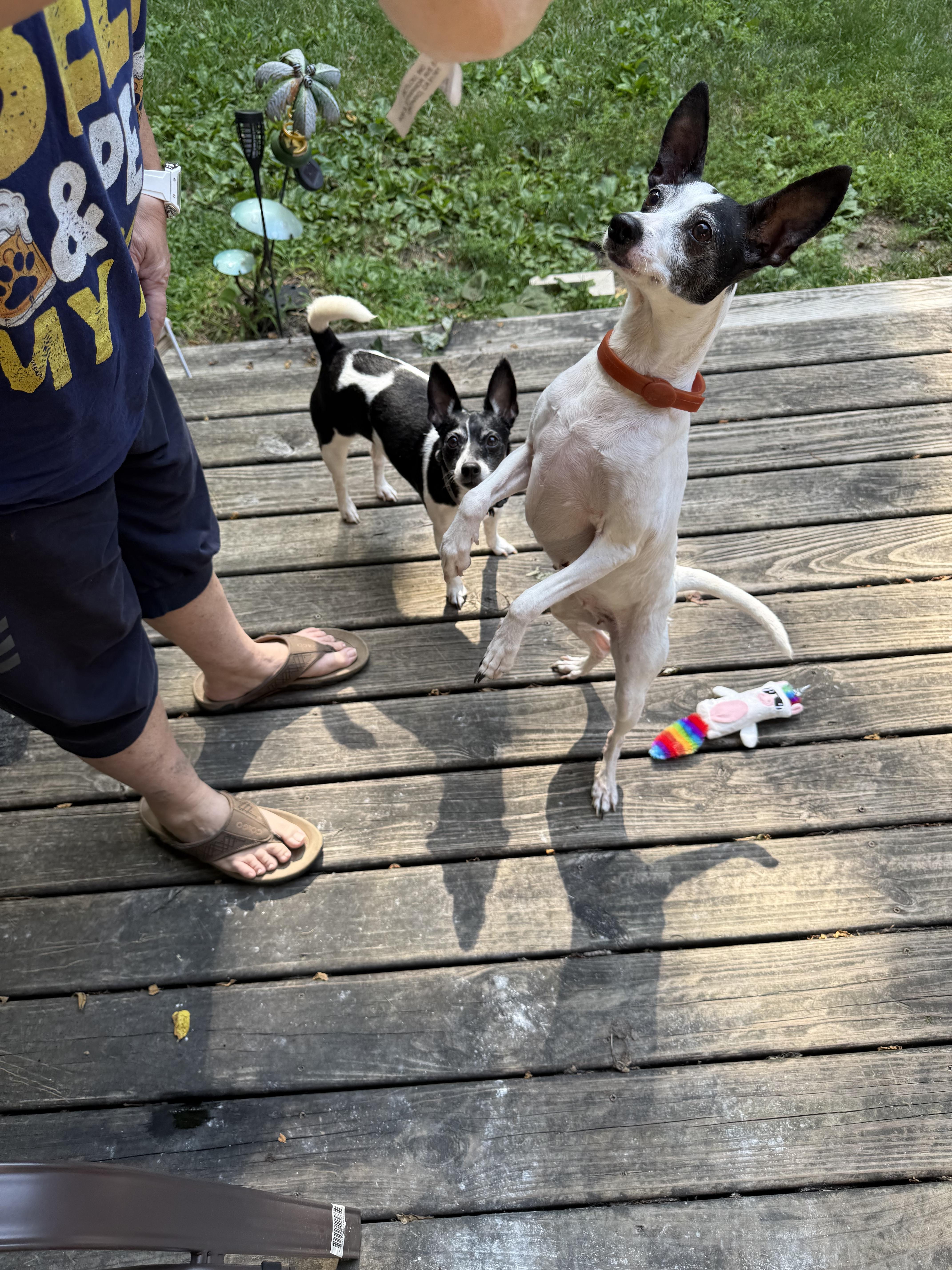 Enlarge Aria, an adopted mixed breed in Indianapolis, IN image 3/4