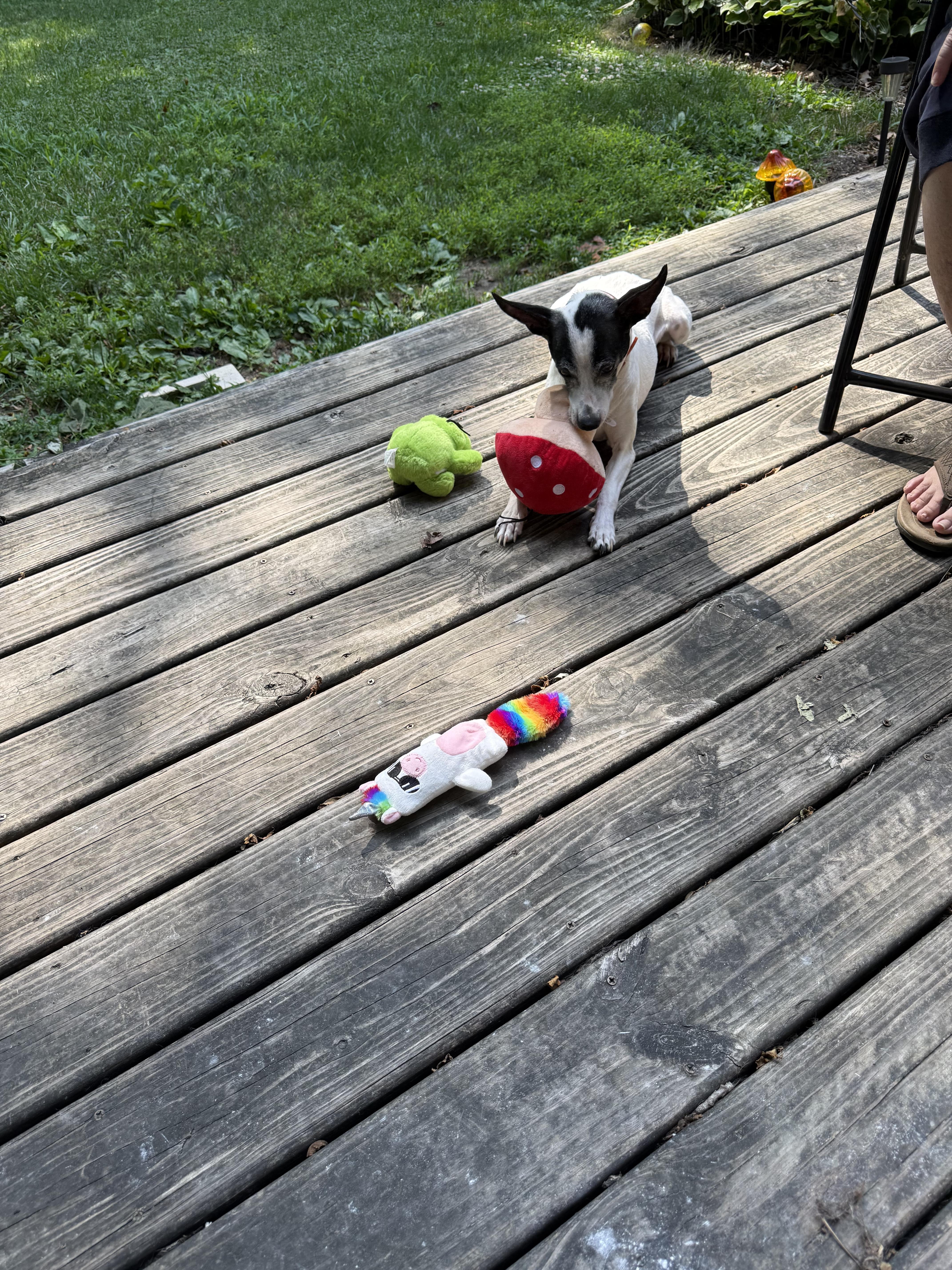Enlarge Aria, an adopted mixed breed in Indianapolis, IN image 4/4