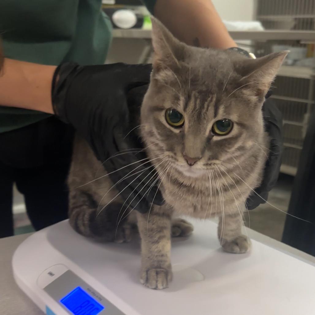 Pebbles, Adoptable, Adult Female Domestic Short Hair.